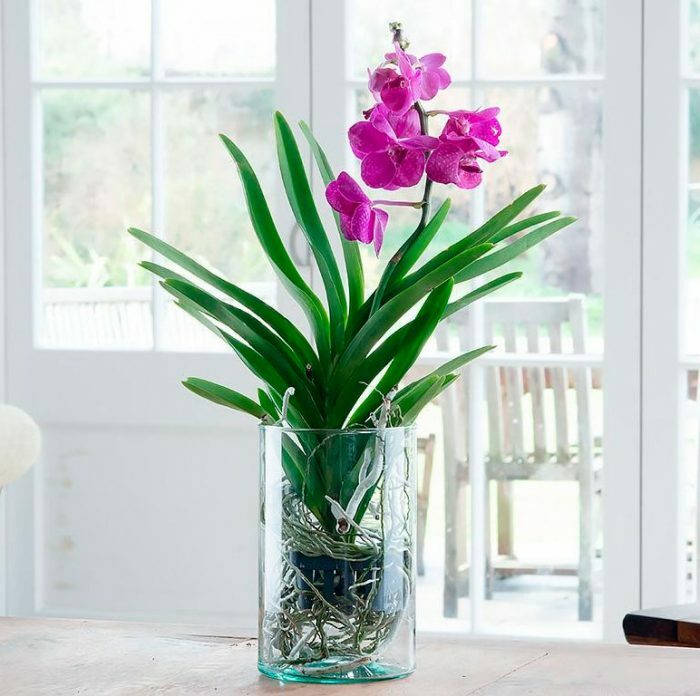 Орхидея ванда уход в домашних условиях Выращивание в стеклянной колбе Размножение фото и видео