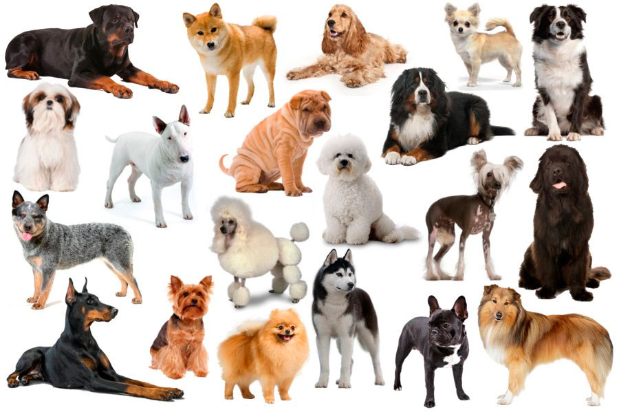 Породы собак с фотографиями и названиями (от А до К)