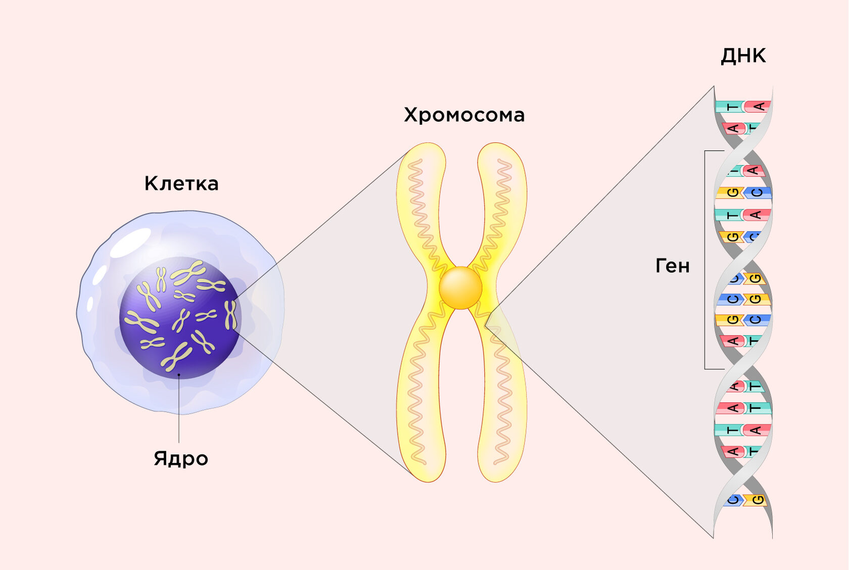 Синдромы хромосомных делеций