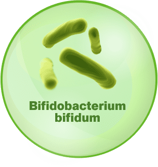 Бифидобактерии где. Максифлор бифидобактерии. Бифидум и лактобактерии. Bifidobacterium bifidum. Бифидобактерии (bifidum adolescentis).