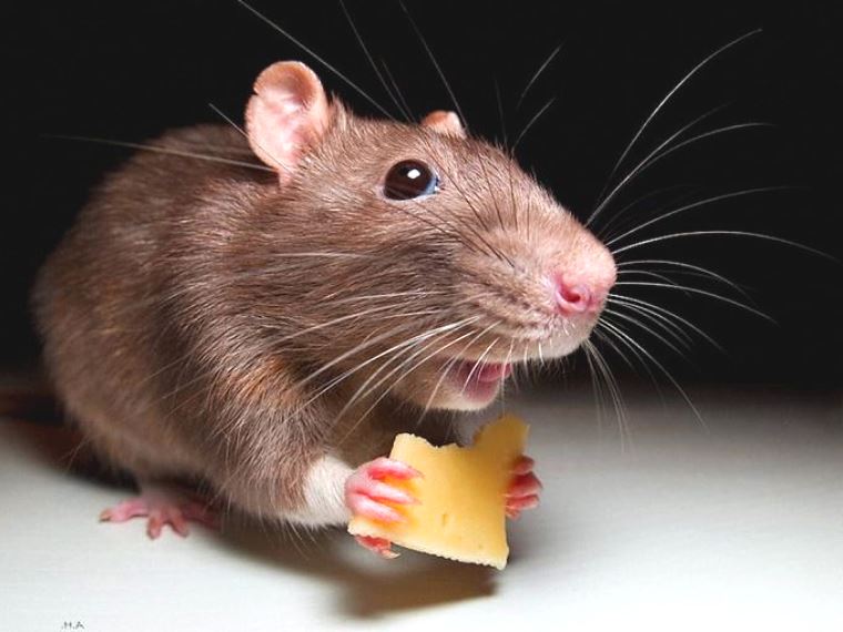 Крысы в доме: как определить их наличие и как избавиться от них?