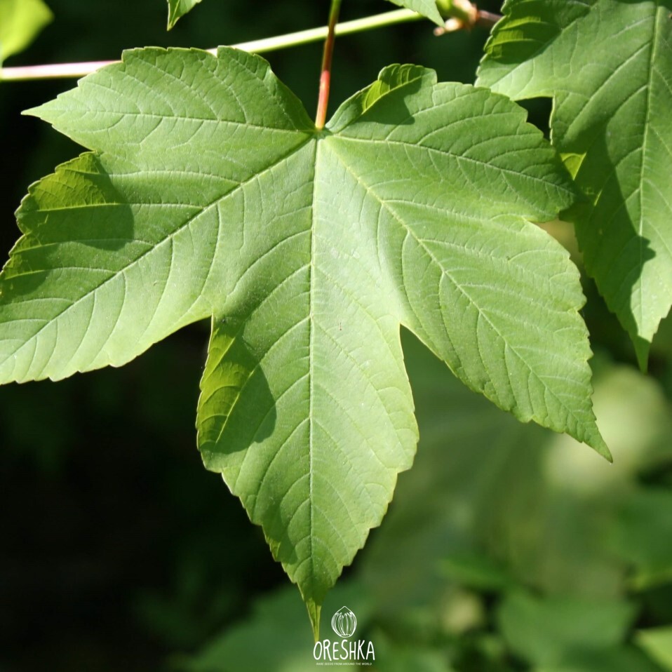 Acer pseudoplatanus pendant flower clusters spring honey nectar