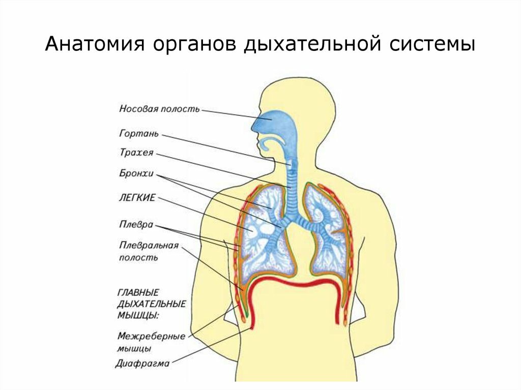 Презентация по дыхательной системе анатомия