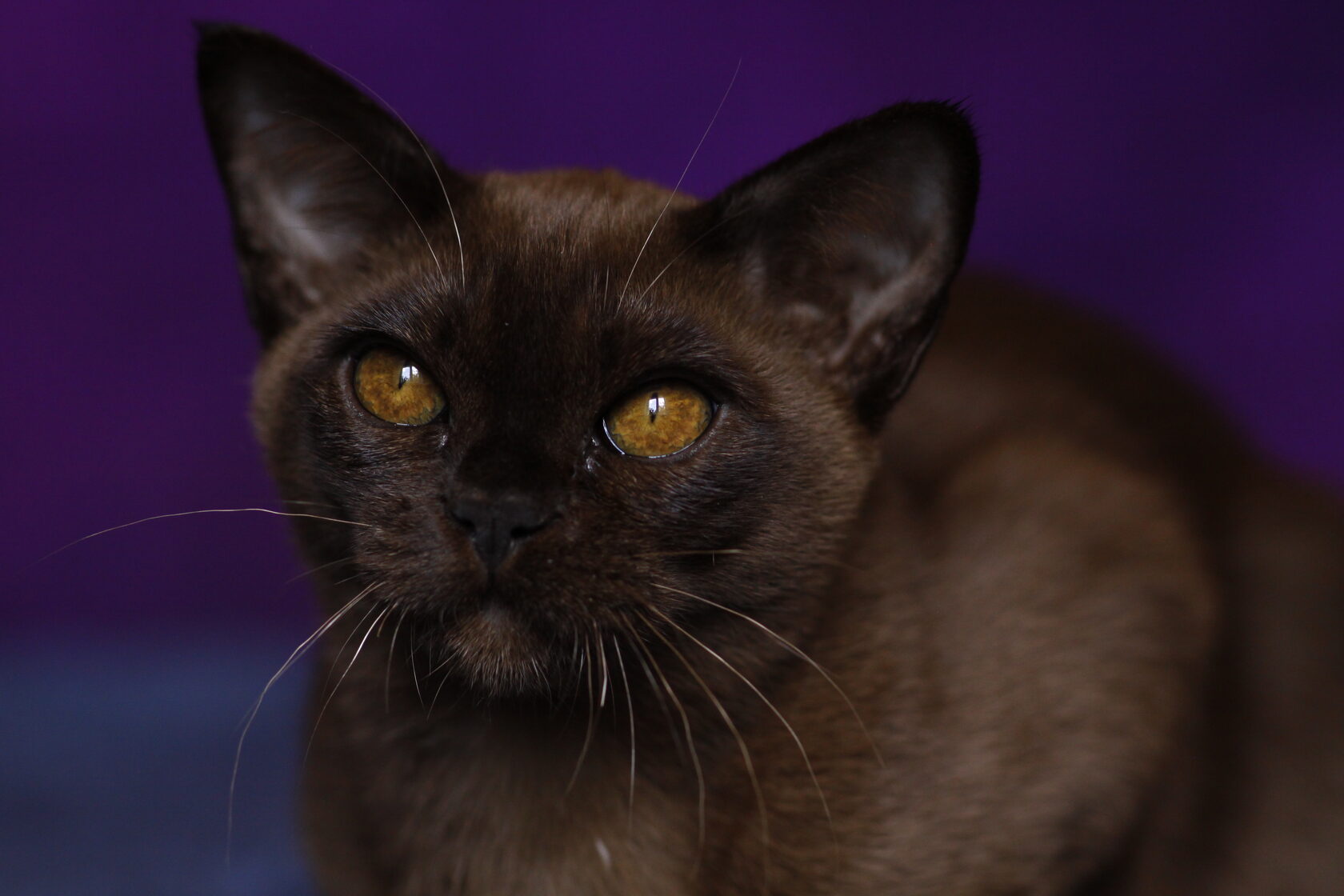 Бурманский кот 4,5 месяца шоколадного окраса