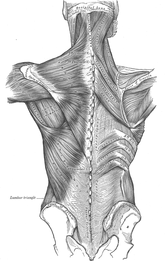 Мышцы пояса верхней конечности · Gray’s Anatomy, 1918