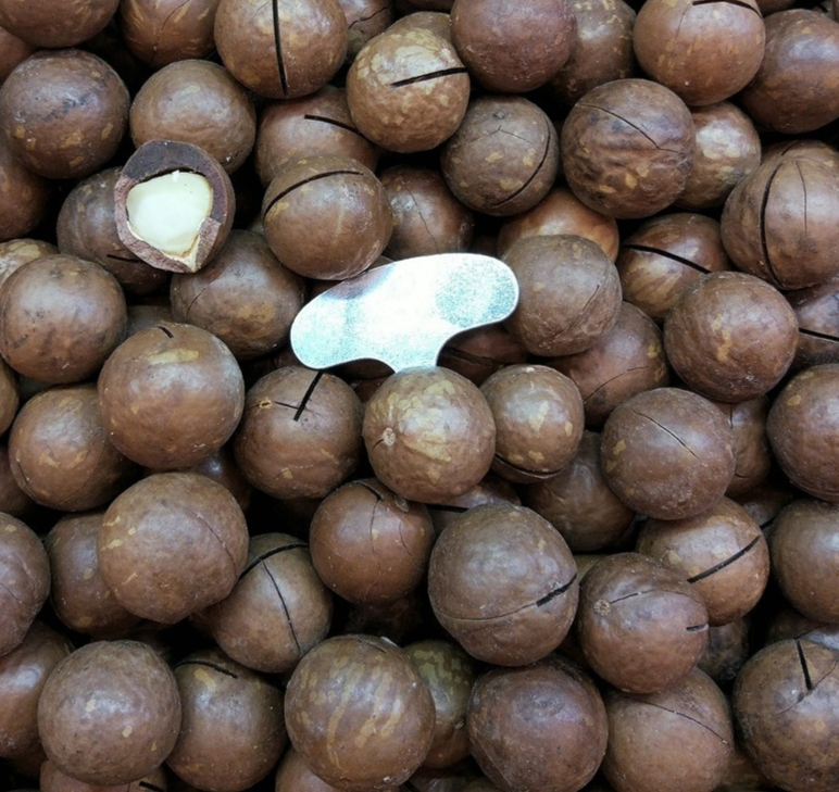 Купить орехи на авито. Бразильский орех макадамия. Макадамия в скорлупе. Мохилхин орех фото.