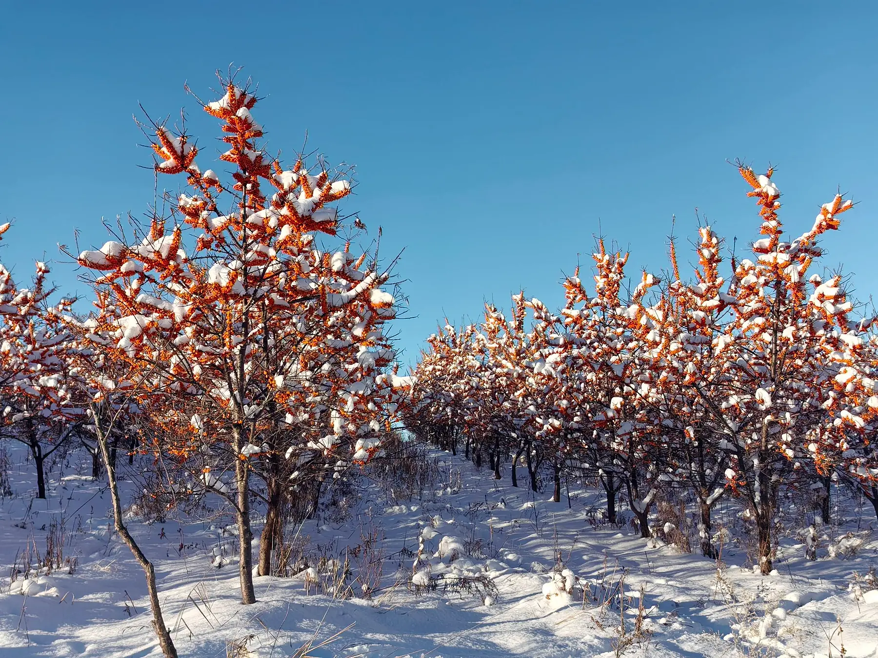 Sea buckthorn orchard in winter