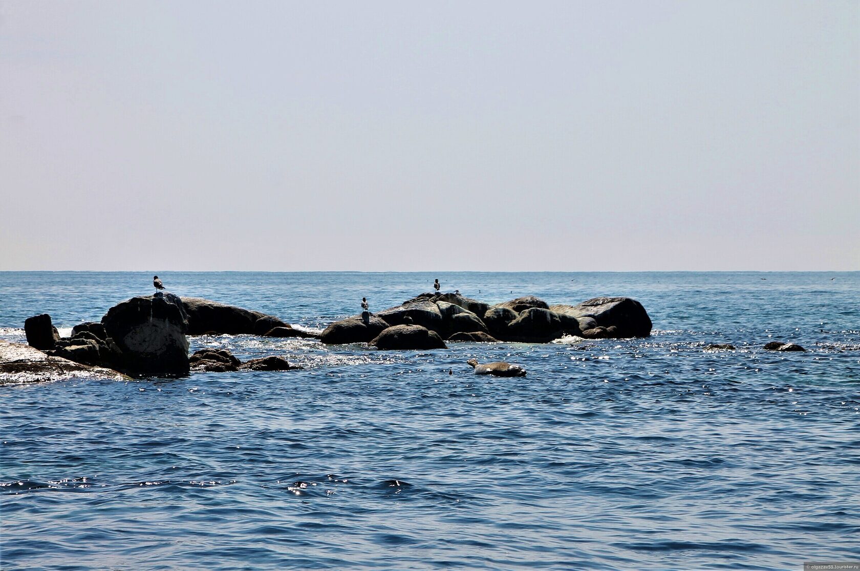 Тюлени ларга в Дальневосточном Морском заповеднике
