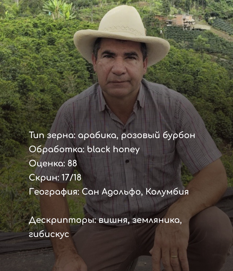 Колумбия розовый бурбон кофе. Колумбия кофе арабика. Колумбия катурра кофе. Колумбия бурбон. August кофейня.