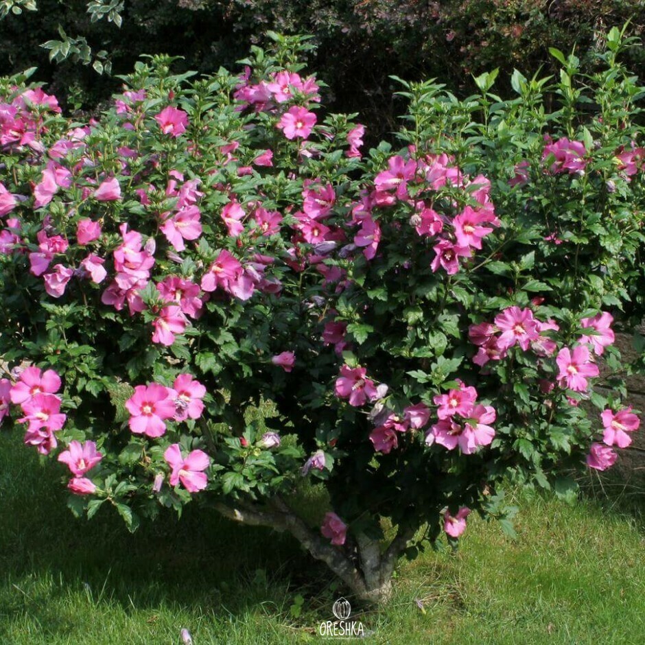 Hibiscus syriacus pruning technique spring cut back