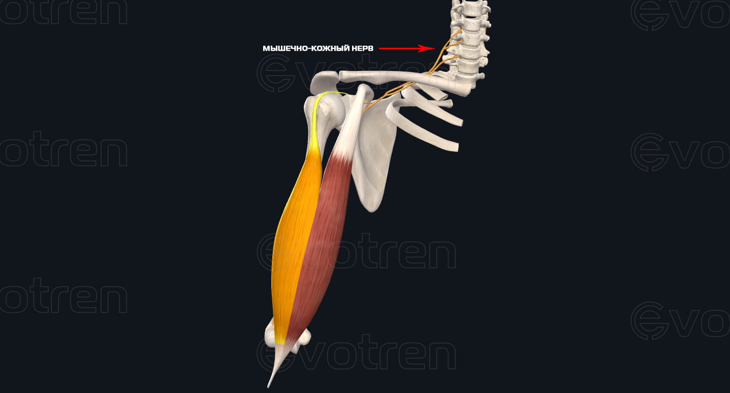 Иннервация двуглавой мышцы плеча