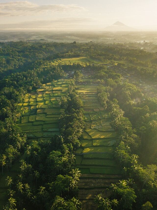 ubud sunny day