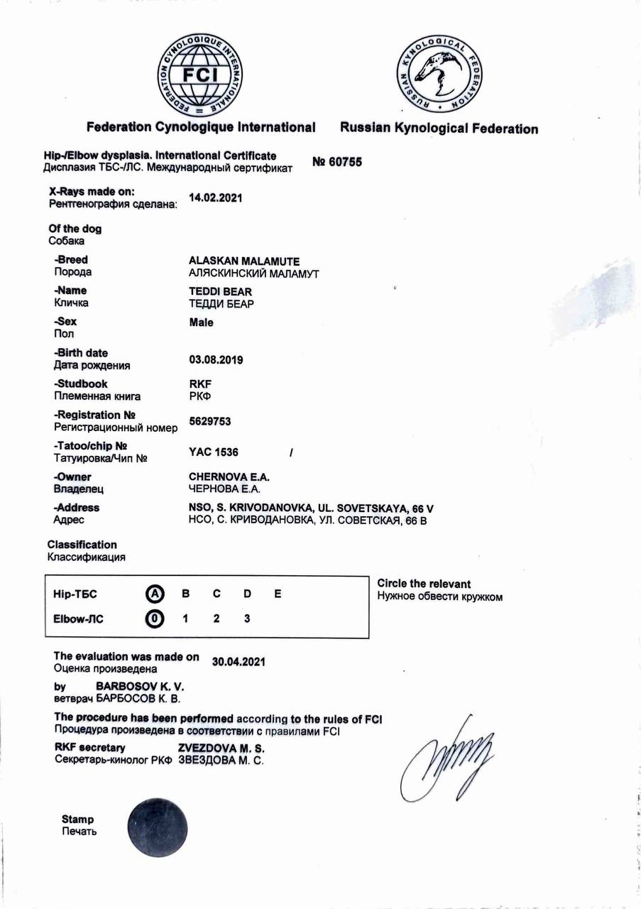 Hip and Elbow Dysplasia International Certificate — HD-A ED-0