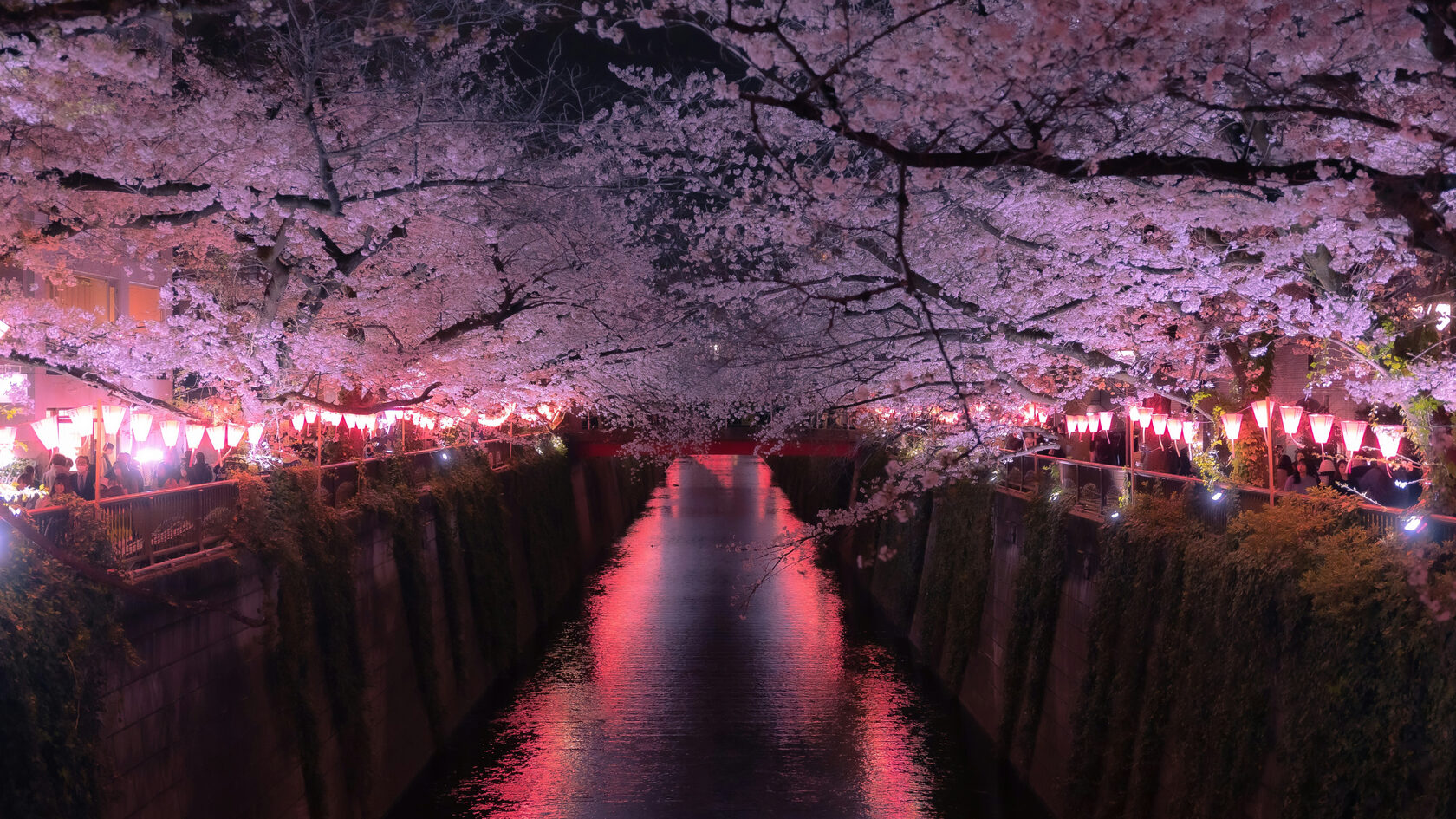 Вечернее ханами. Япония. 