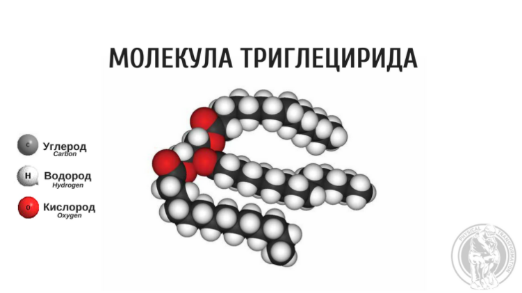 Строение жиров картинка