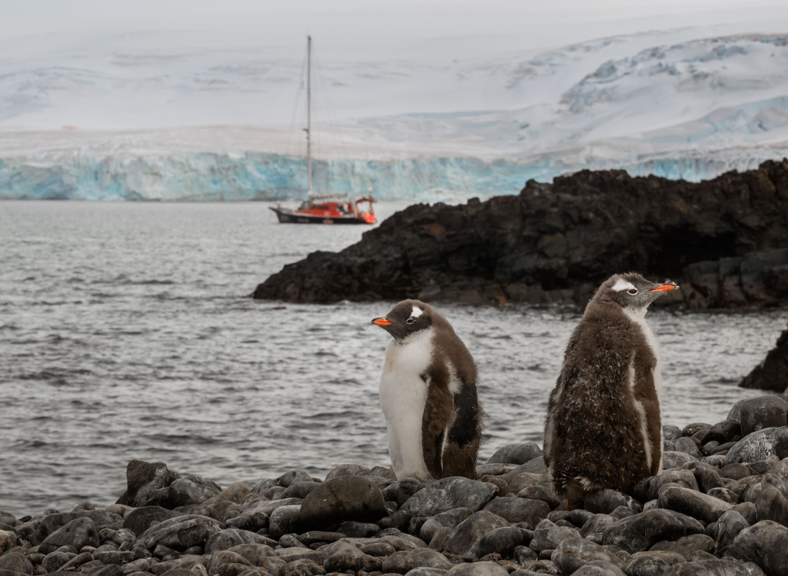 Drake passage. Дрейк Антарктида. Пролив Дрейка. Тюлень и Пингвин. Пролив Дрейка фото.