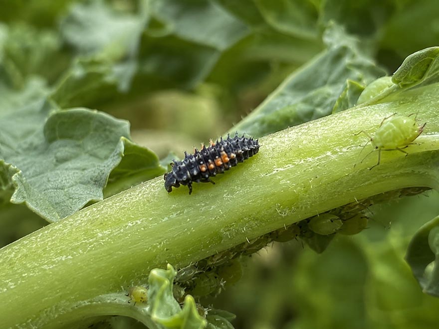 Ladybug larva hunting aphids on a plant stem