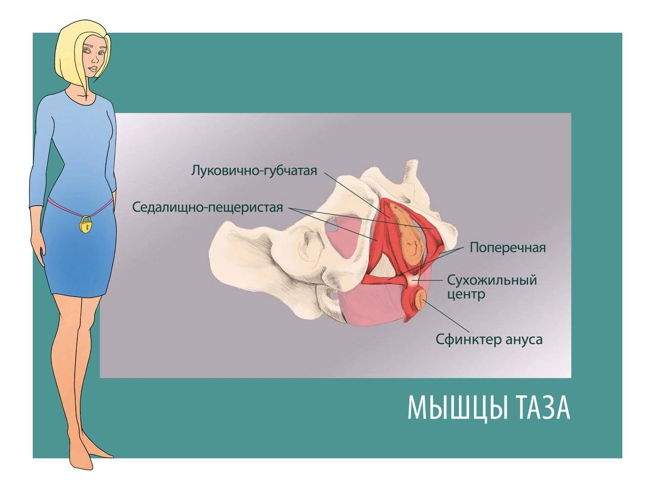 Мышцы тазового дна слои. Анатомия тазового дна у женщин. Ослабление мышц тазового дна.