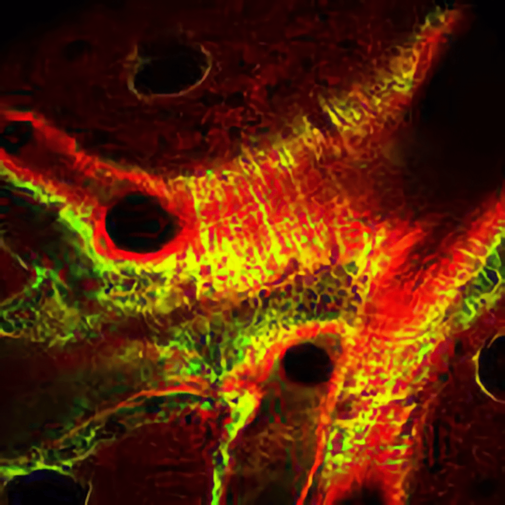 Представлена новая методика исследования органов