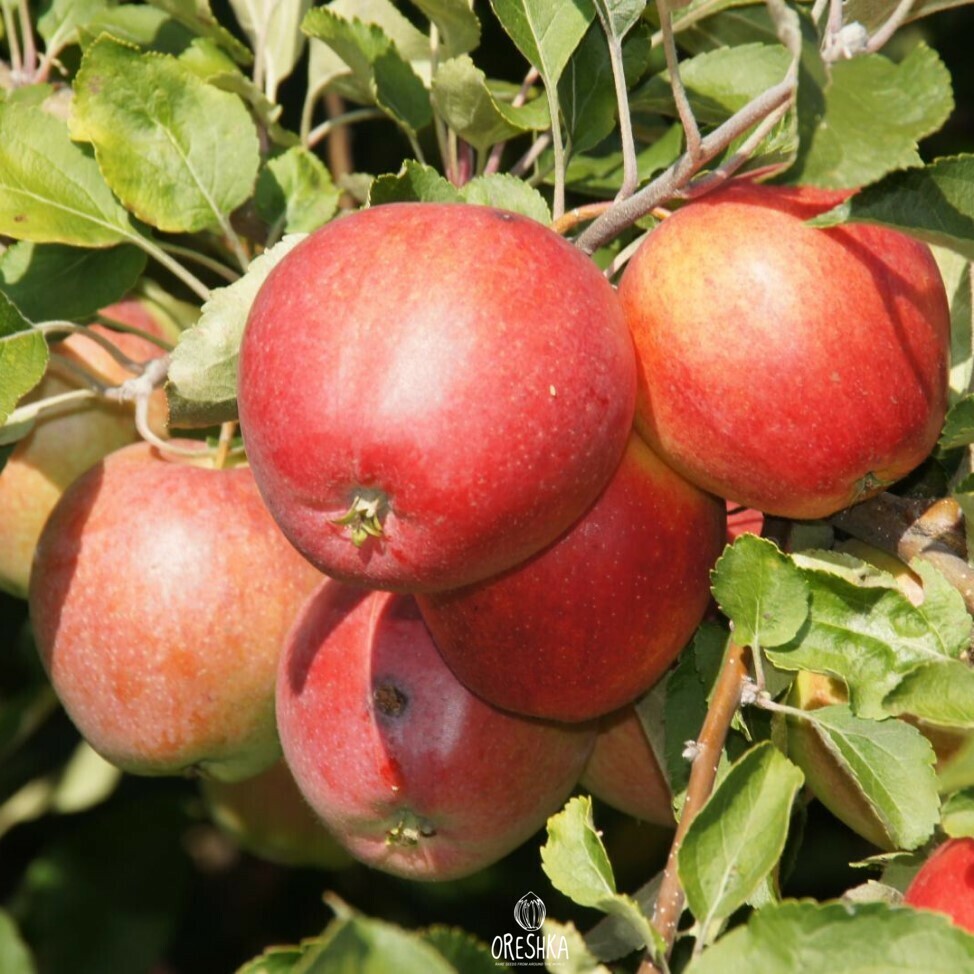 Сорт яблони Пепин шафранный