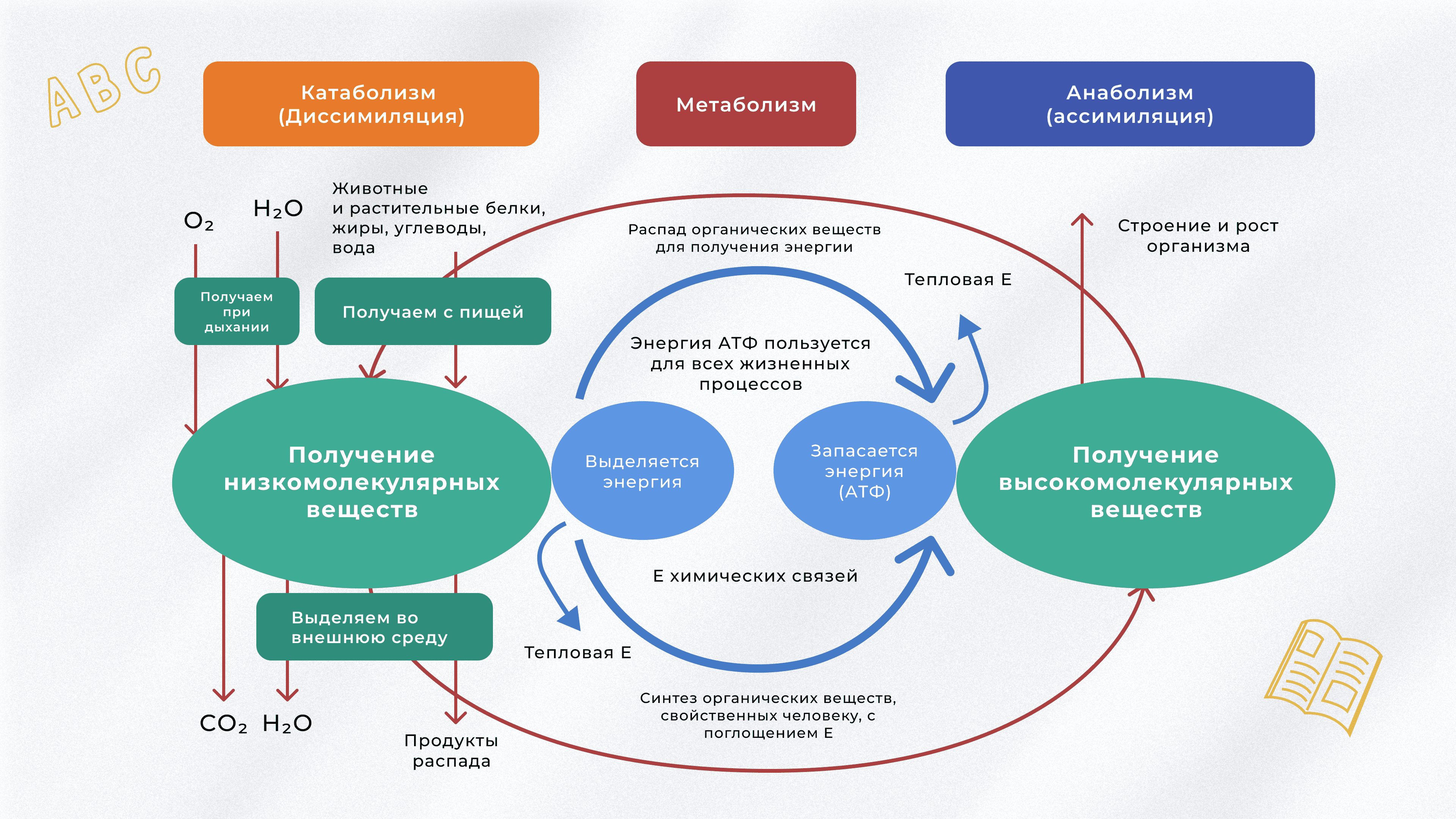 Самостоятельная работа обмен веществ 8 класс биология