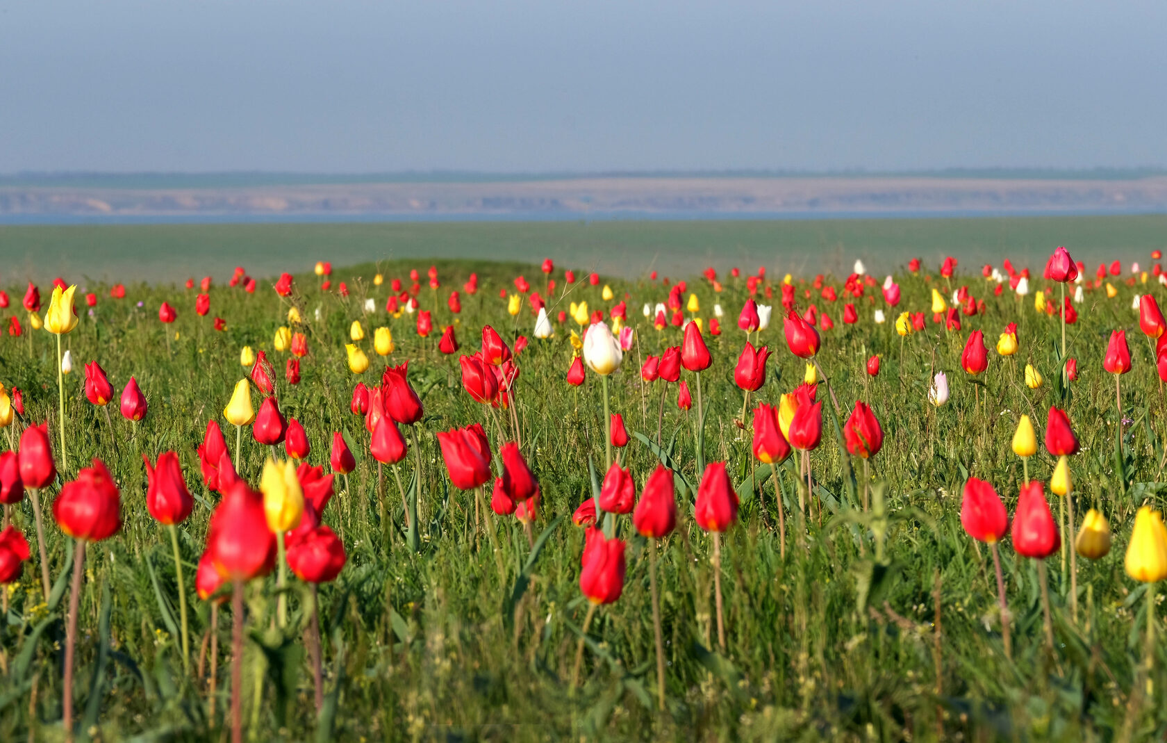Красотой красок тюльпанов цветущих в степи