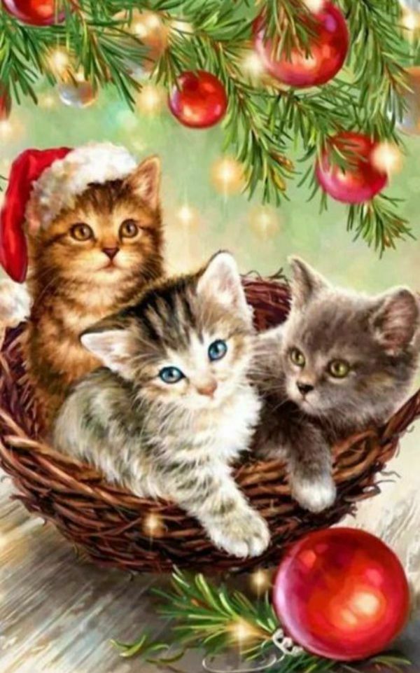 Котики