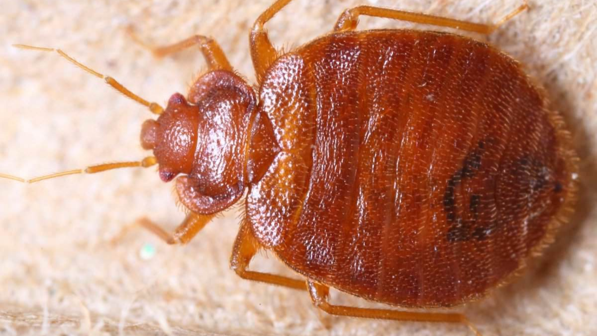 Как избавиться от клопов в квартире