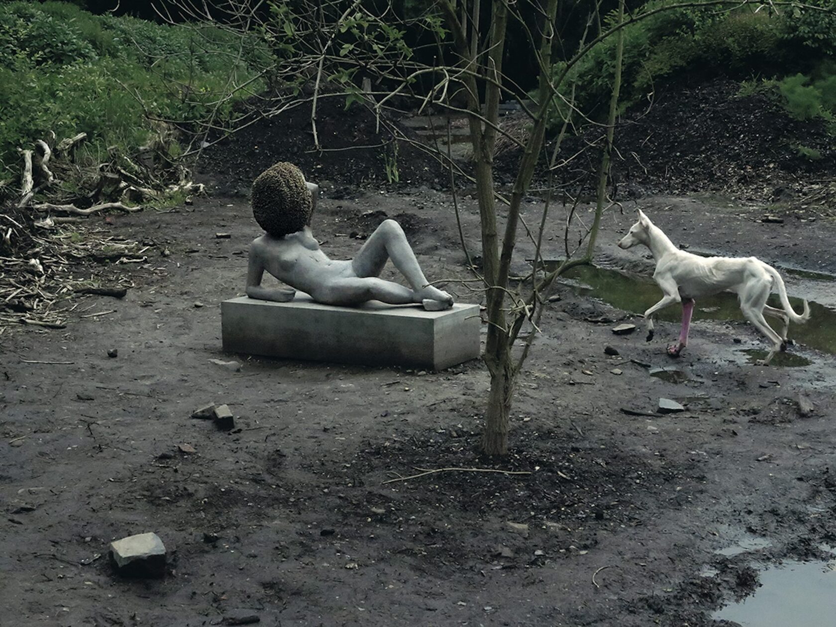 Untilled, 2011–12 Living entities and inanimate things, made and not made Photo © Pierre Huyghe