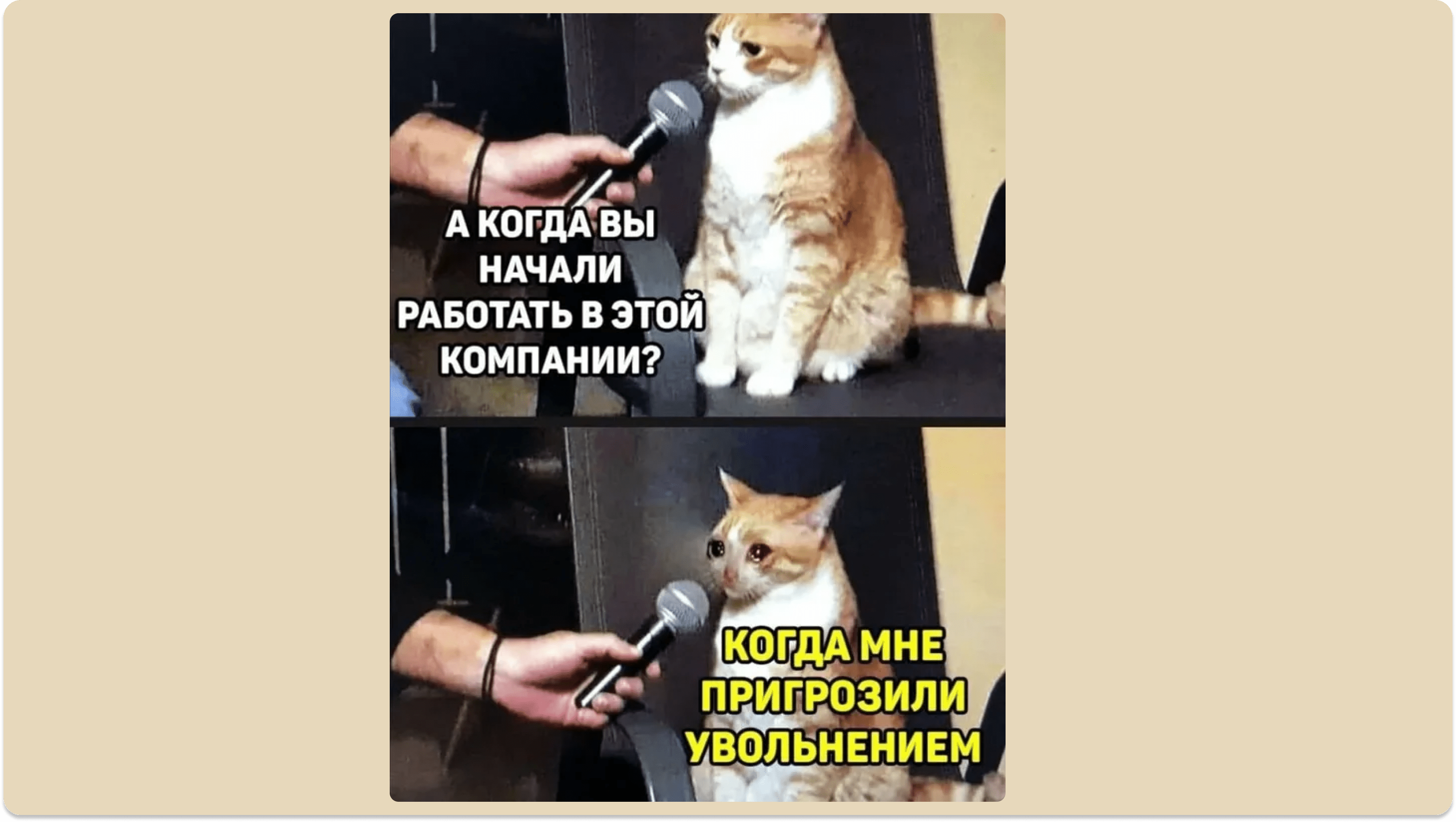 Мем про работу в компании — кот говорит в микрофон