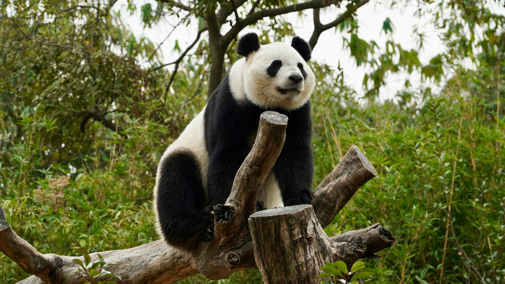 Заповедник больших панд. Чэнду. Китай.
