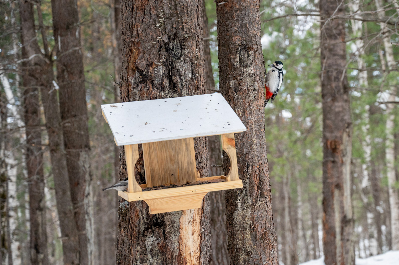 Птичьи кормушки в Байкальском заповеднике