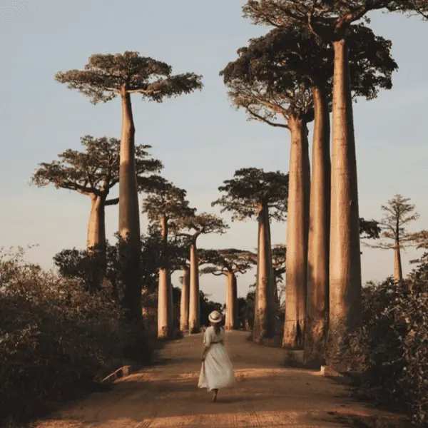 Тур в ЮАР - Старинные винодельни