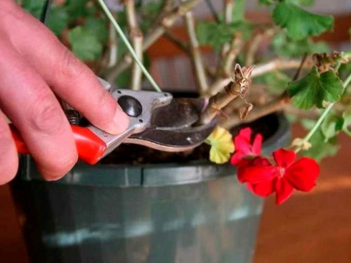 Герань, или Пеларгония: уход за комнатным цветком в домашних условиях