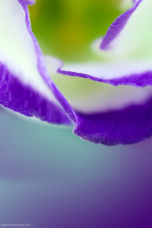 macro, macro flower, macro art, anna utkina, photography, macrophotograpy, floral art, макро, макрофотография, анна уткина