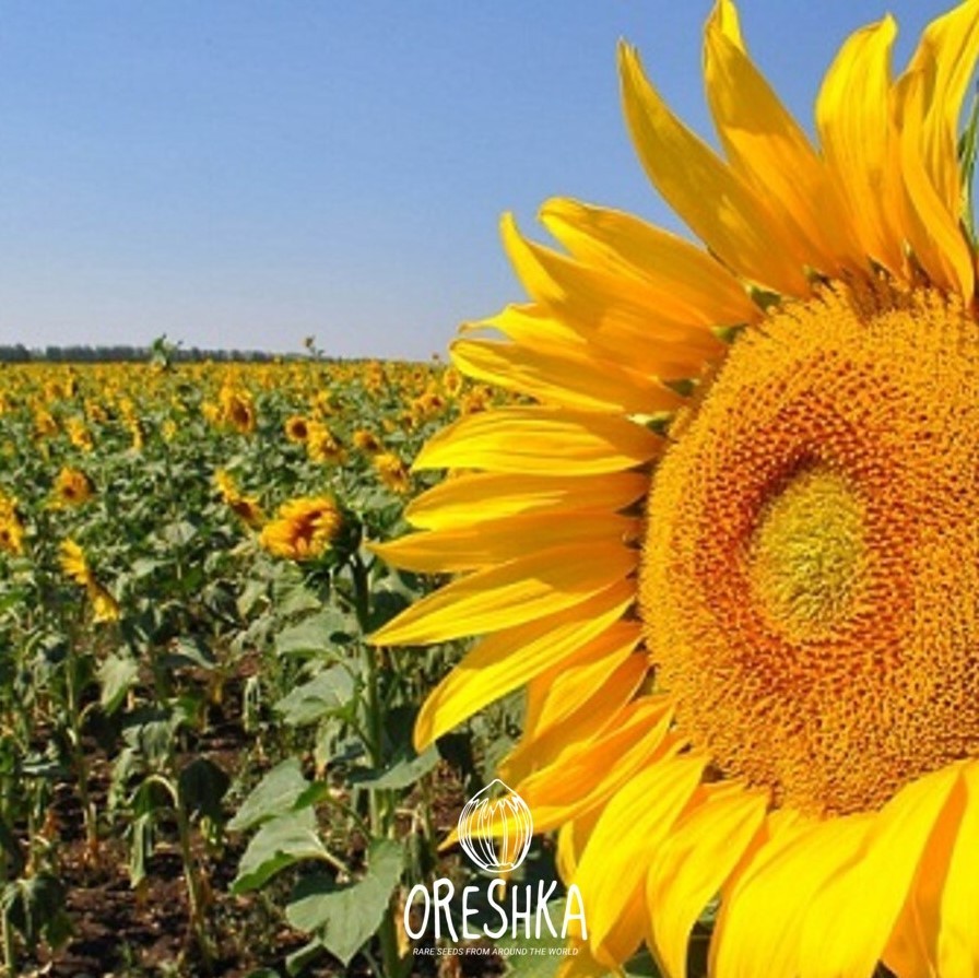 Seeds of Helianthus Giant Sunflower - Buzuluk Russian - 30 pcs