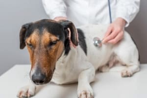 Отеки на теле собаки: причины и лечение