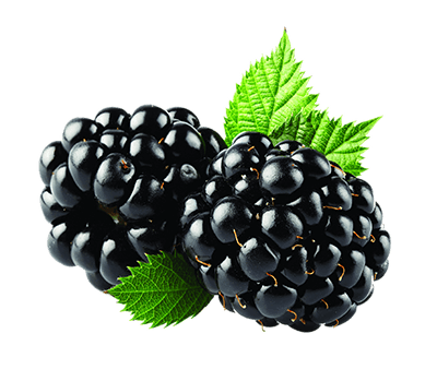 Ежевика шоколадного батончика Bang On!