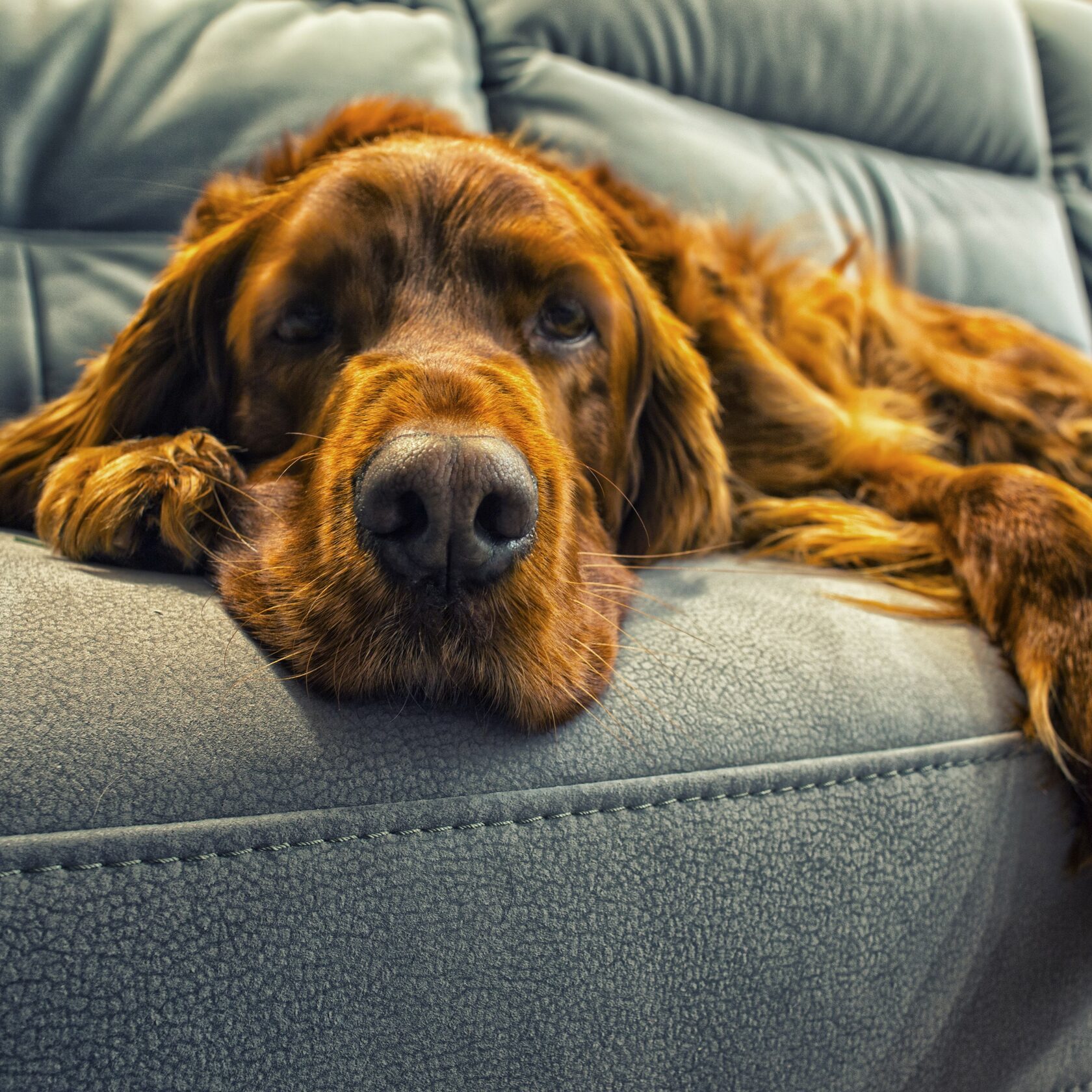 Благотворительный фонд поможи животных, помощь животным, взять кошку из приюта, взять собаку из приюта