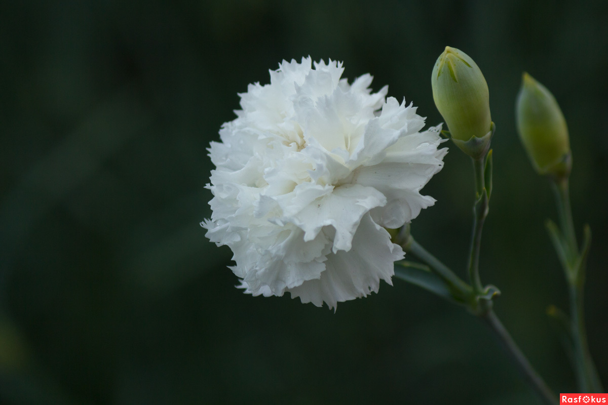 Гвоздика Белая