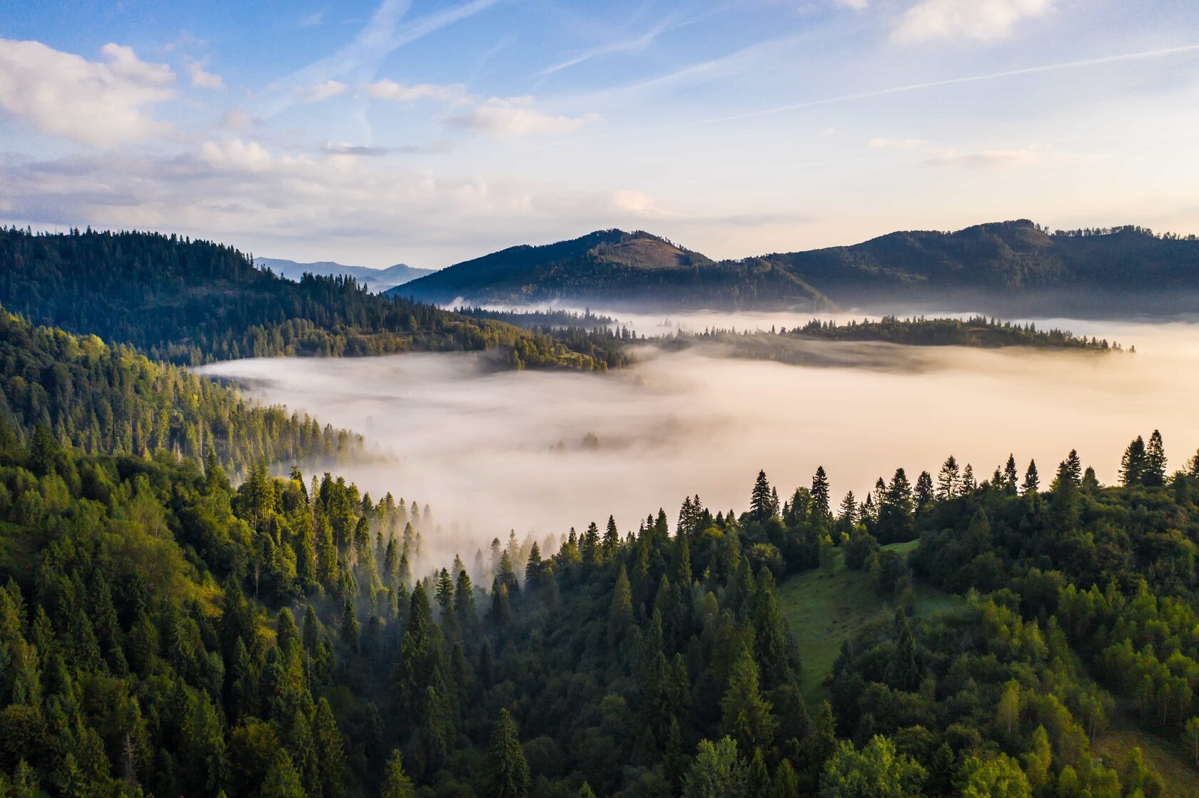 Misty Siberian forest