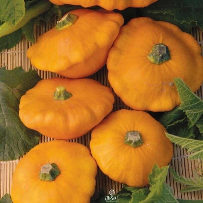 Seeds of Patisson UFO orange — 10 pcs
