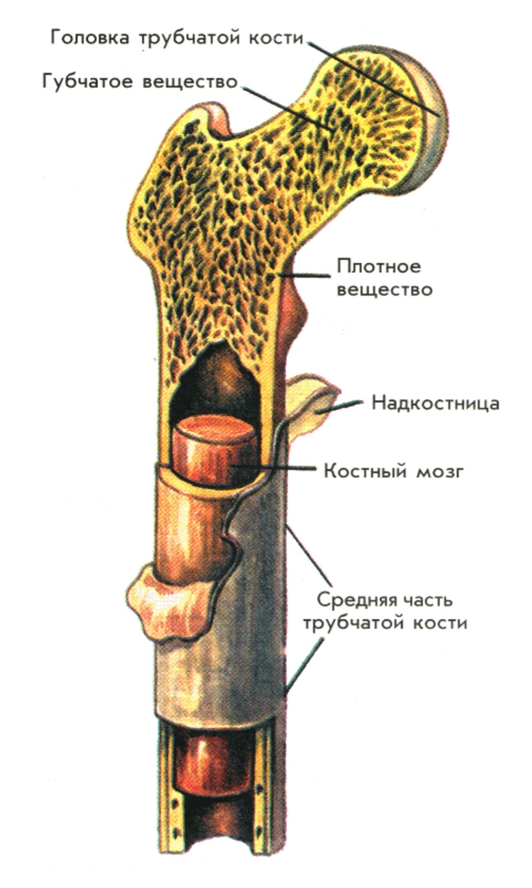 Костномозговая полость компактное вещество надкостница губчатое. Строение трубчатой кости надкостница. Трубчатая кость строение рисунок. Строение длинной трубчатой кости анатомия. Внутреннее строение трубчатой кости.