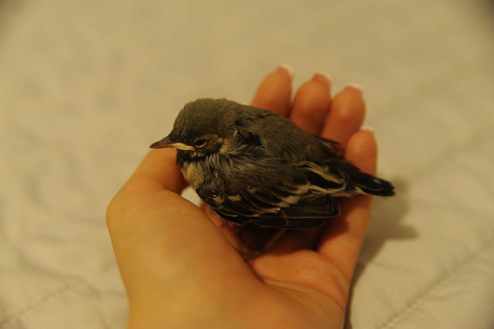 Проживание, болезни и травматология мелких воробьиных птиц