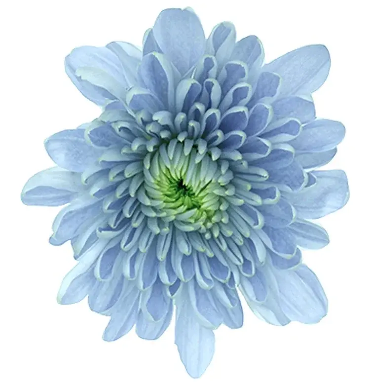 Хризантема из коллекции BluOcean