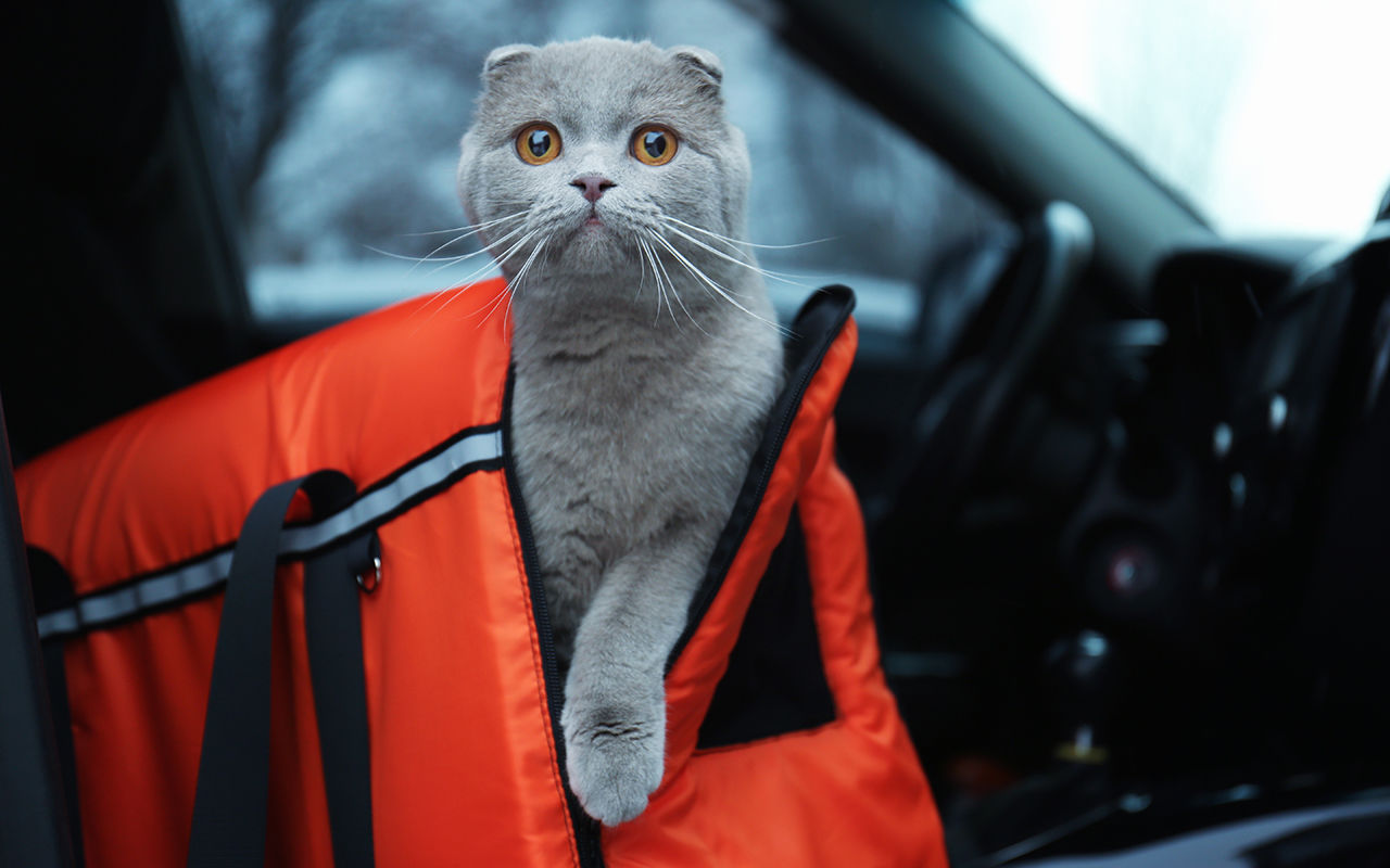 Как перевозить кошку в машине без стресса?
