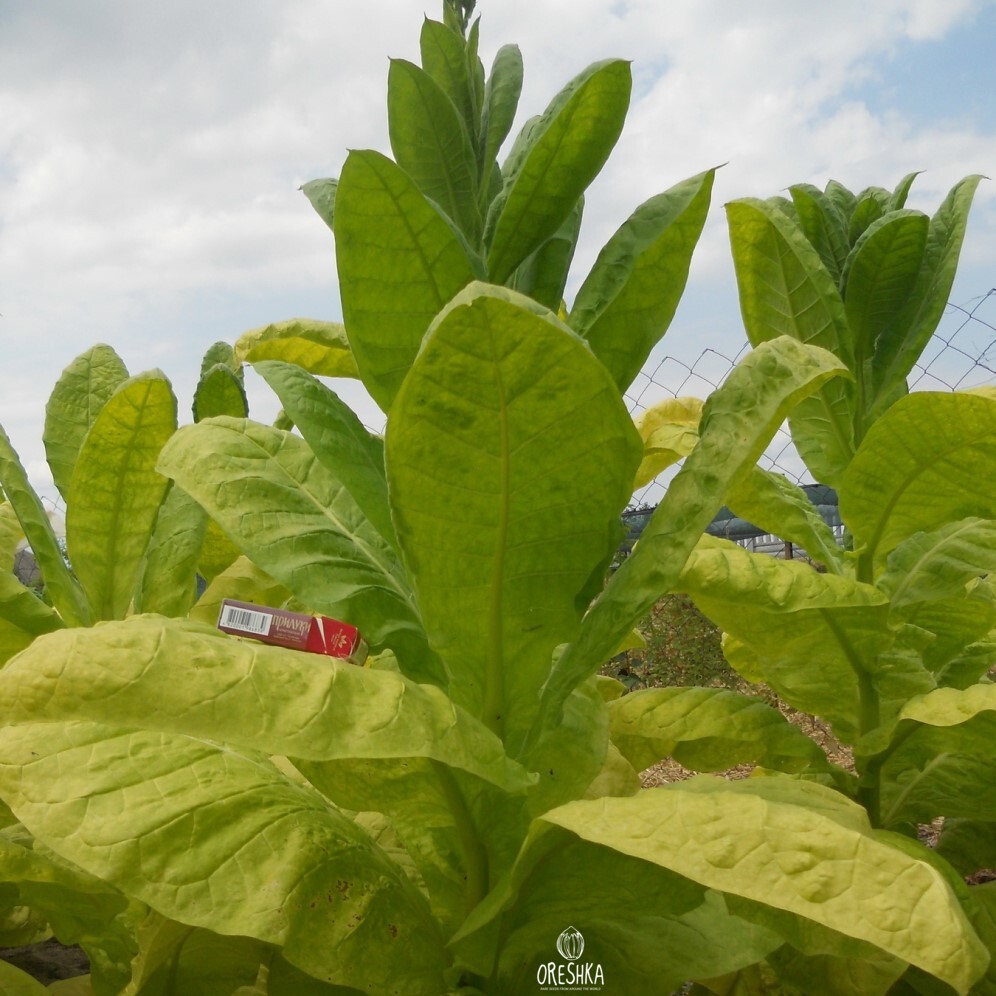 Сорт табака Nicotiana