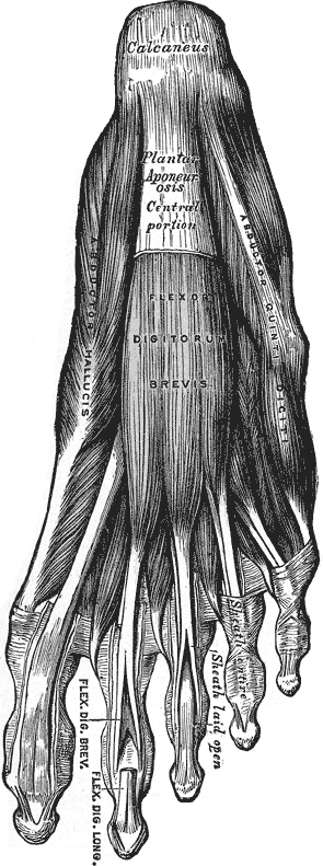 Подошвенная фасция · Gray’s Anatomy, 1918