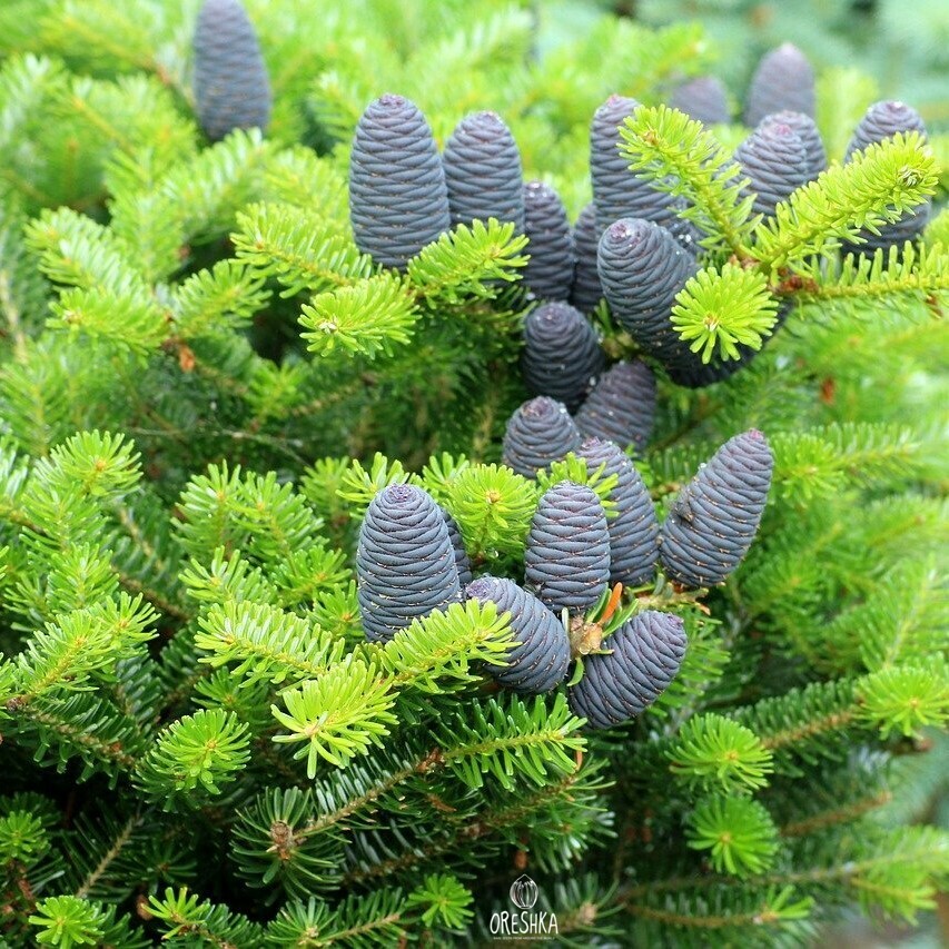 Seeds of Korean spruce (Picea koraiensis) — 20 pcs