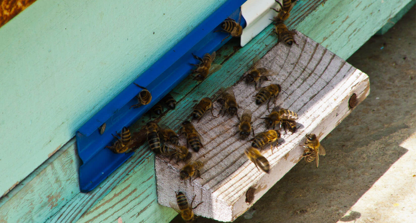 Про удивительность пчелы и то, как мы её убиваем